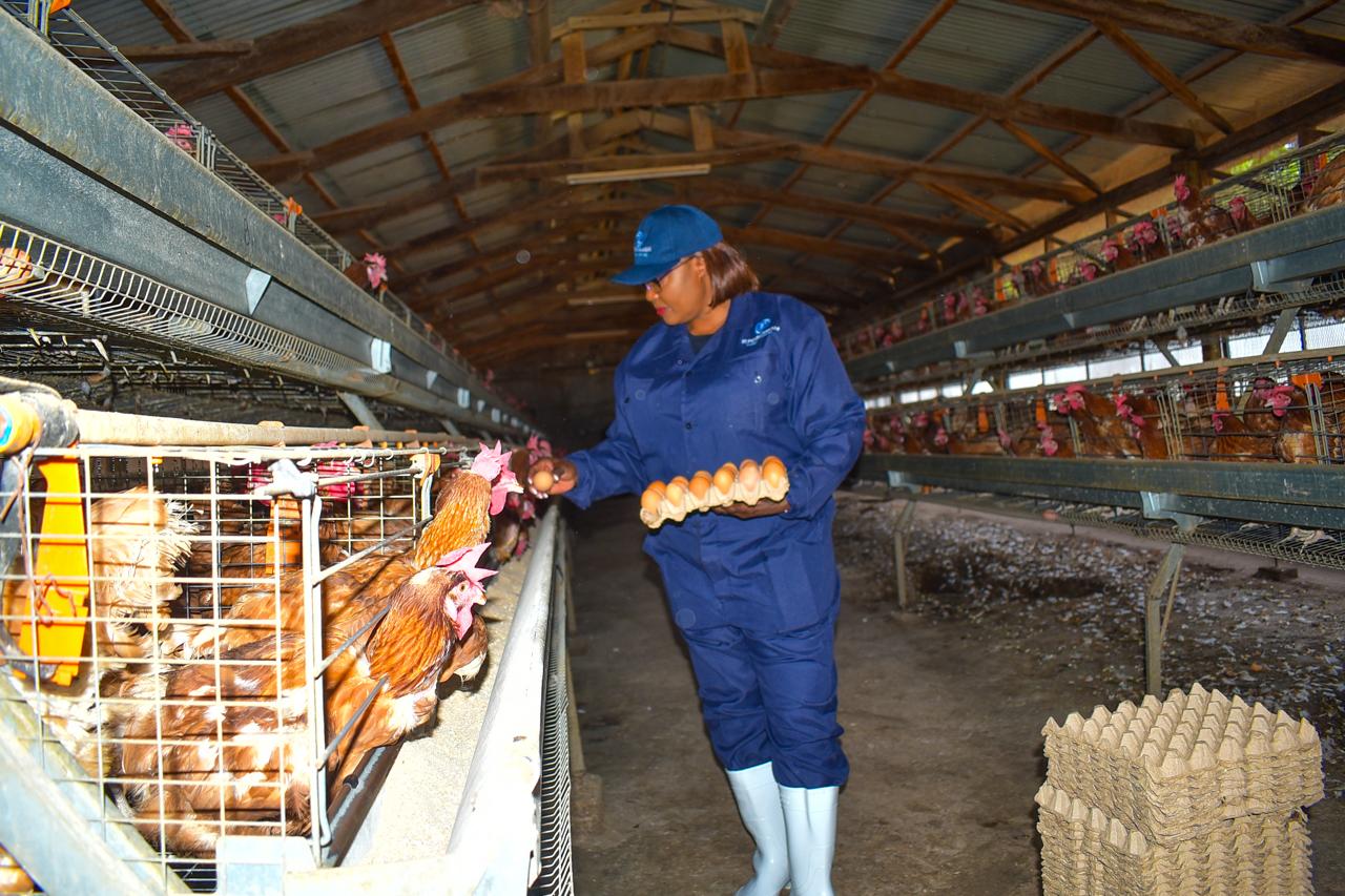 El Paj Gardens Limited